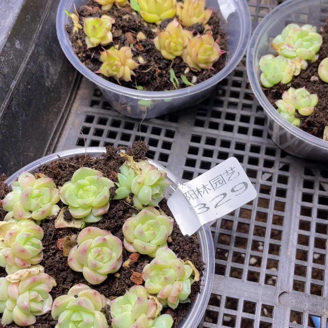 露****?多肉植物多肉植物329