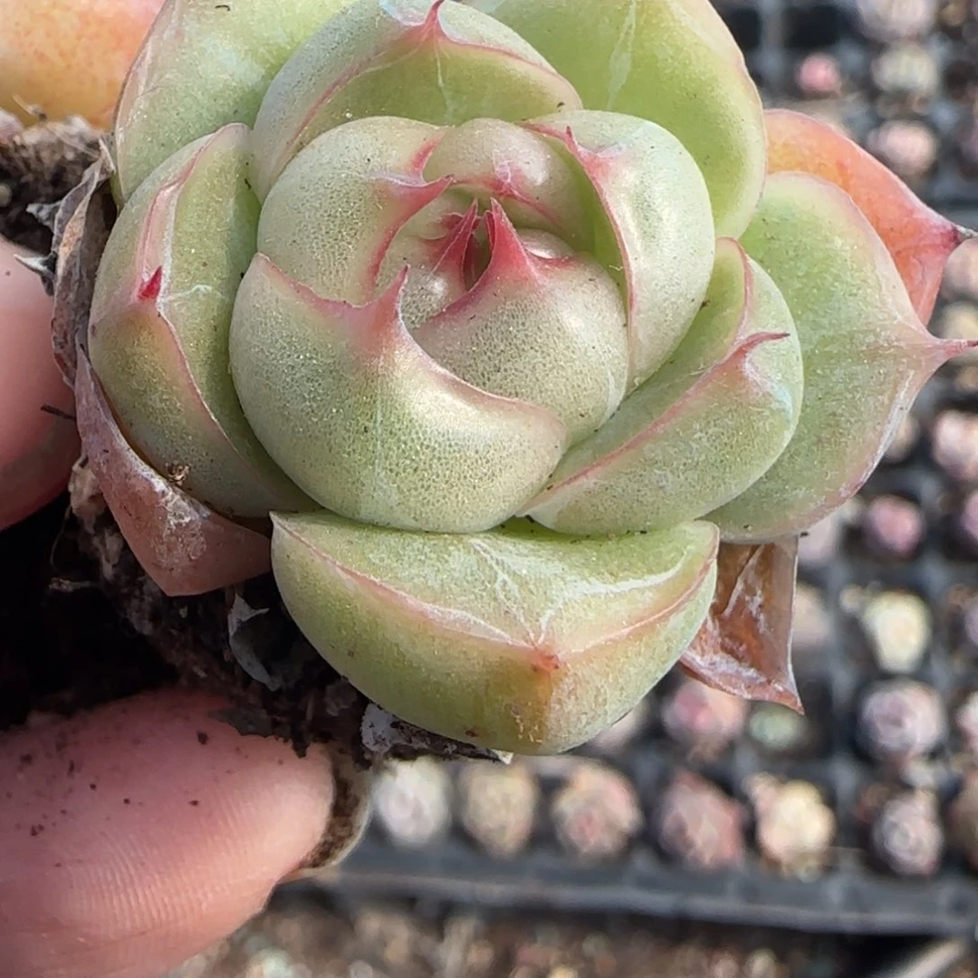 小卡拉米糖心一物一拍