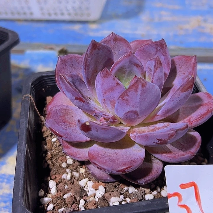 37紫罗兰一个带盆