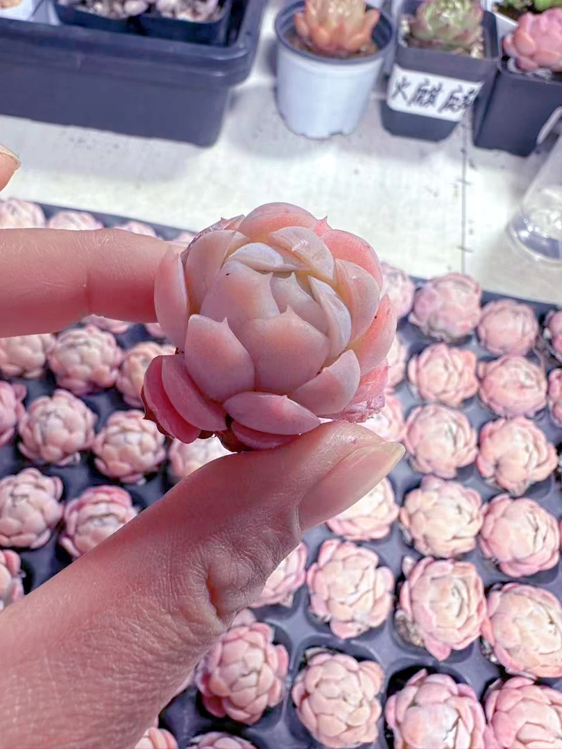 胭脂贝瑞2棵 多肉植物 （满9.9元包邮发货）