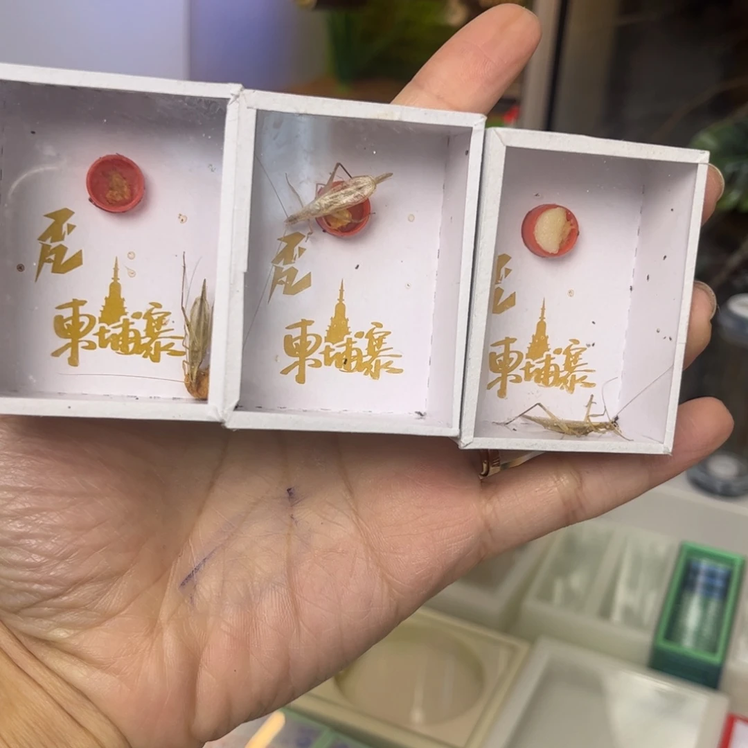 开播福利3只柬埔寨中长须竹蛉