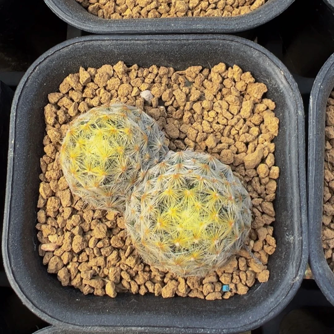 钰***＇实生根双头原始黄明星多肉植物带盆土