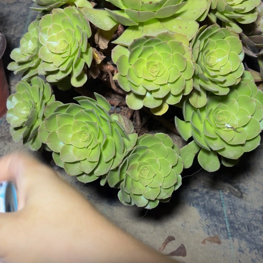 374多肉植物捧花的时候