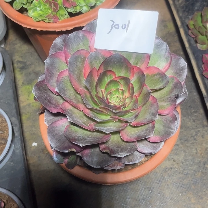 魅锦多肉植物保护专业3001