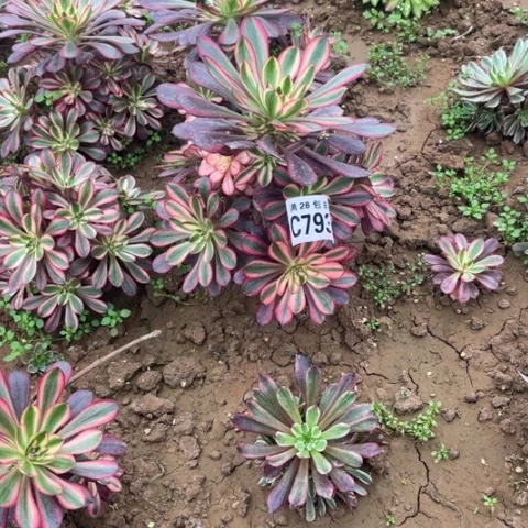 793香香不包断枝