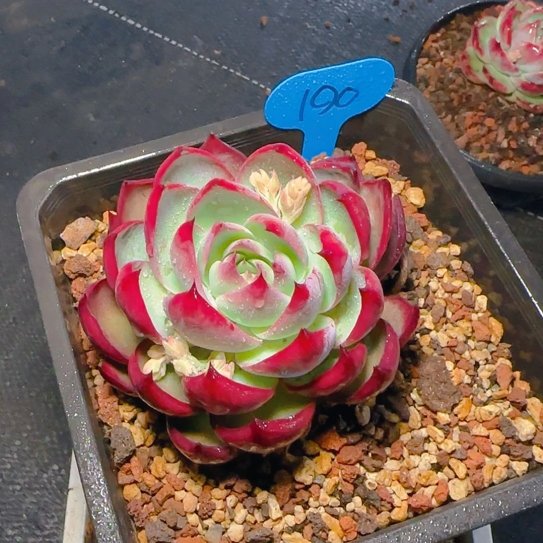 惊鸿仙子一物一拍190号