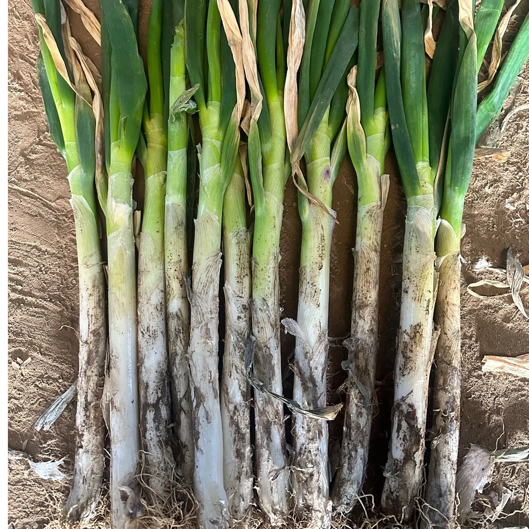 大葱新鲜现挖正宗精品大葱纯天然农家自种鲜嫩