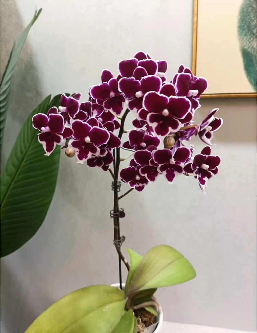 双剑【年年有余3.0杯。】爆花。花期长。没有开花