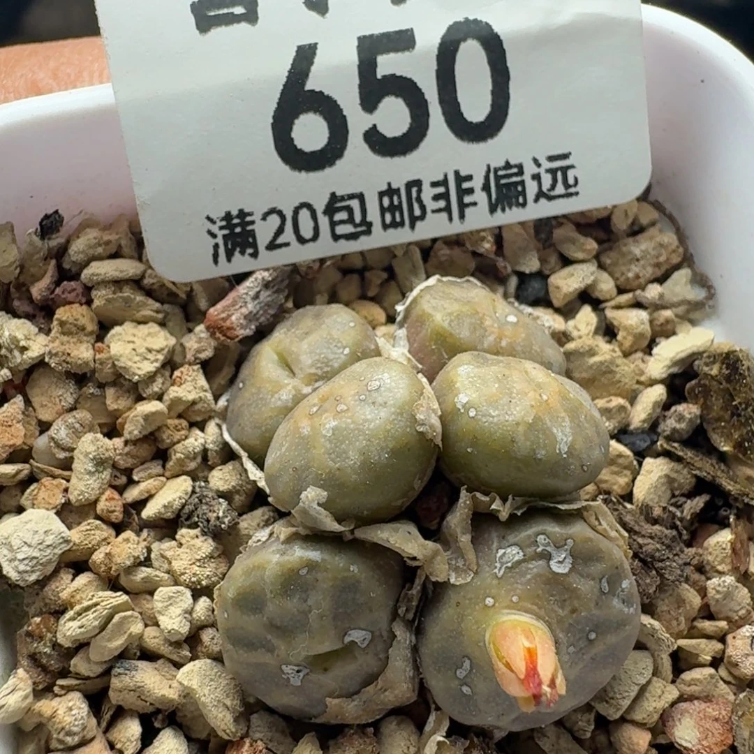 烧麦6头带盆土。