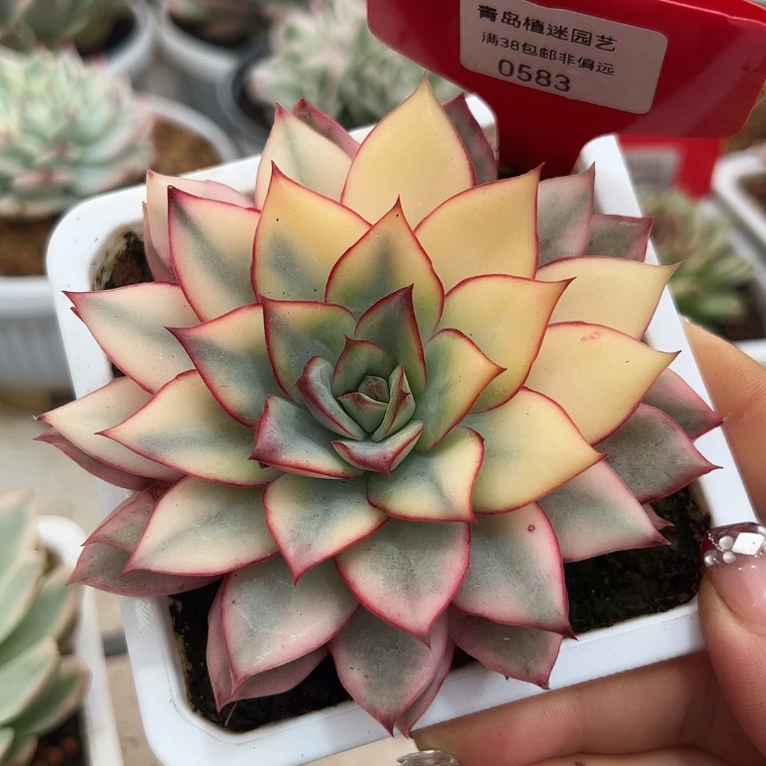 0583月光女神锦多肉植物10cm