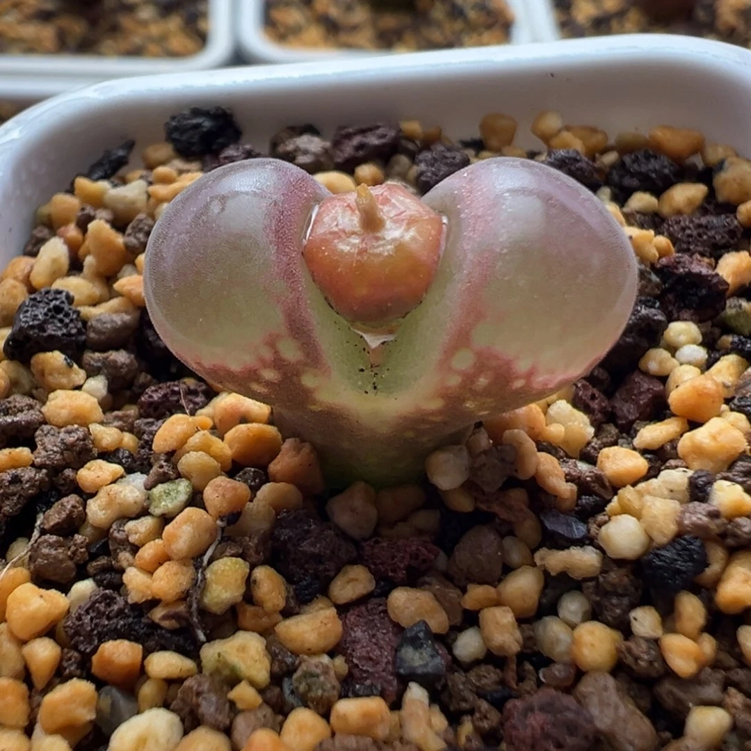 无花朵实生风铃玉4