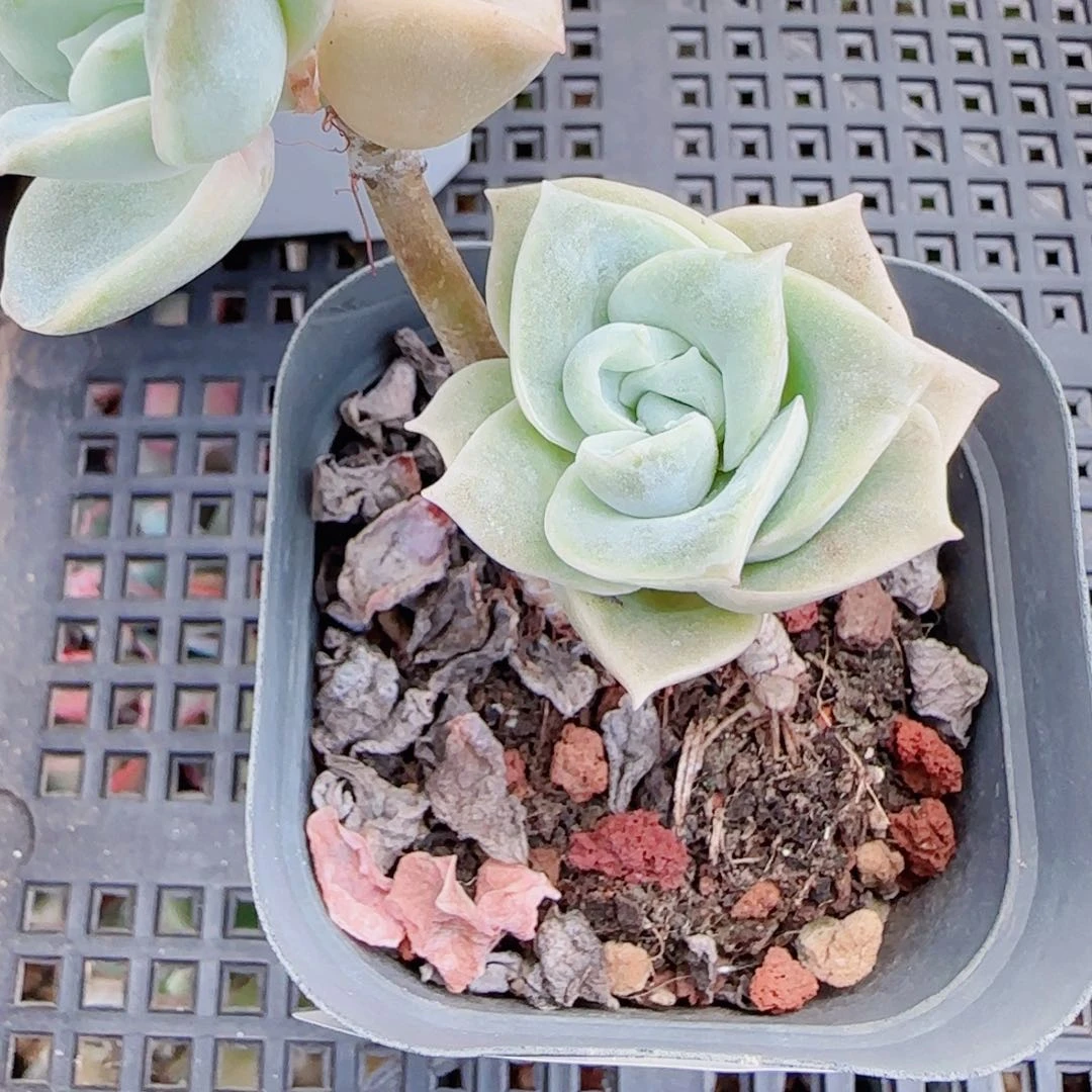 狗***板花语逸镜0725-65散