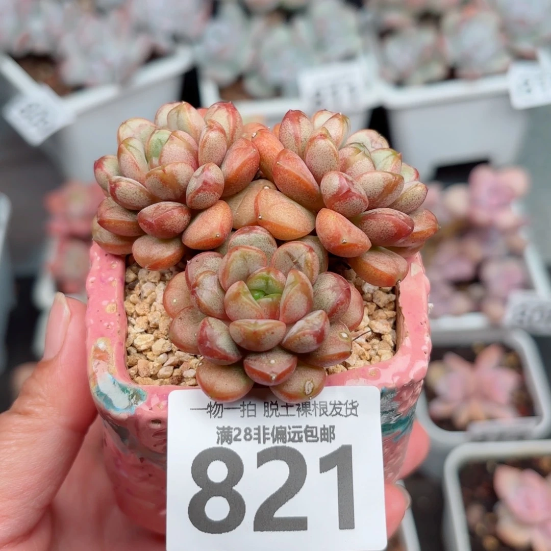 葡萄老桩多肉多肉