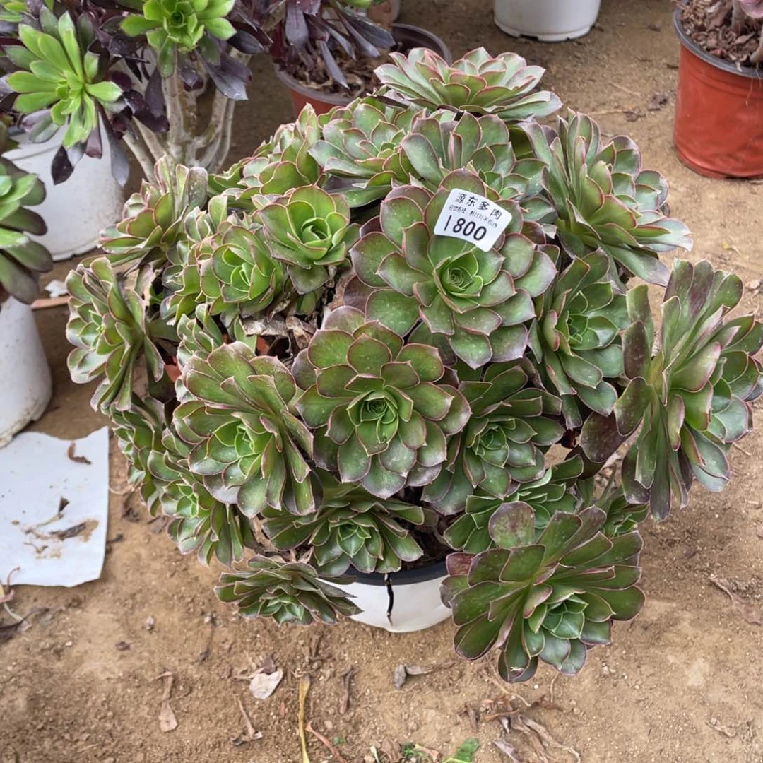 800魅金玫瑰多肉法师断枝不包