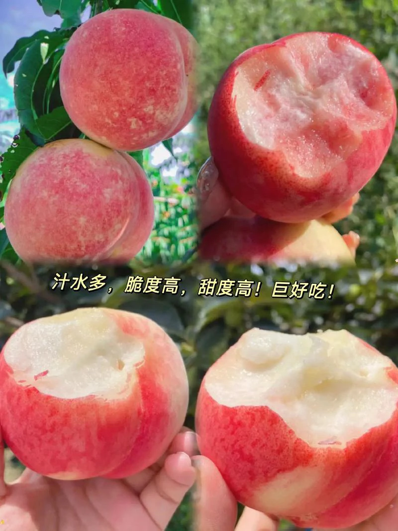 中桃12  7月中旬成熟