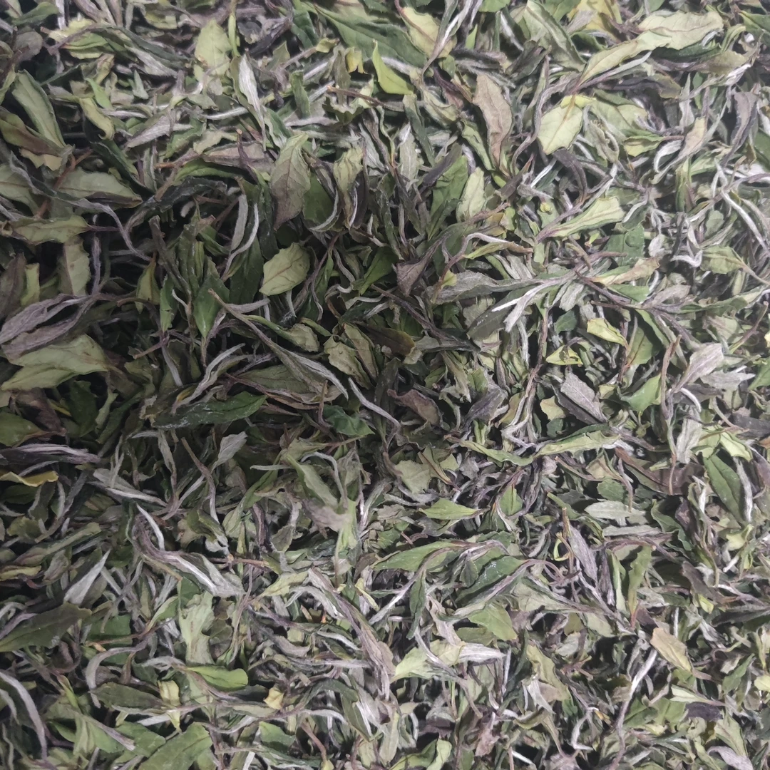 2025年 荒野小白茶