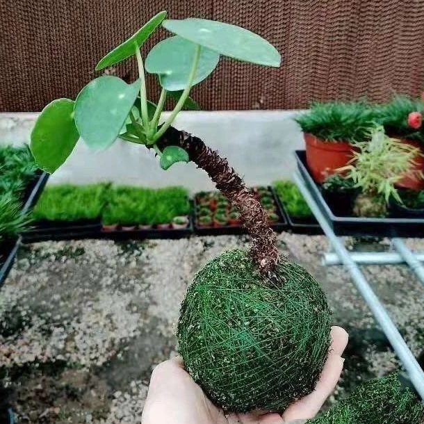 网红镜面草盆景盆栽花卉土壤圆叶室内外净化空气办公