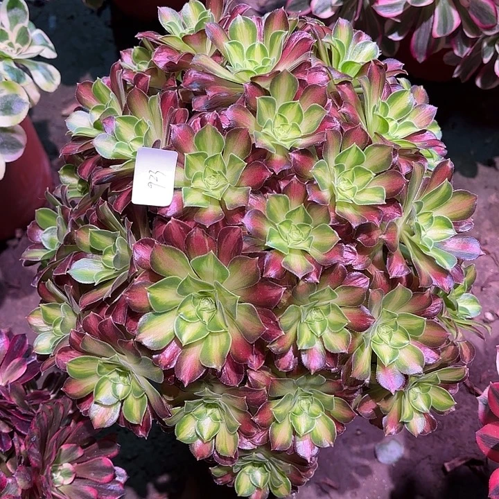 多肉植物绍华00923