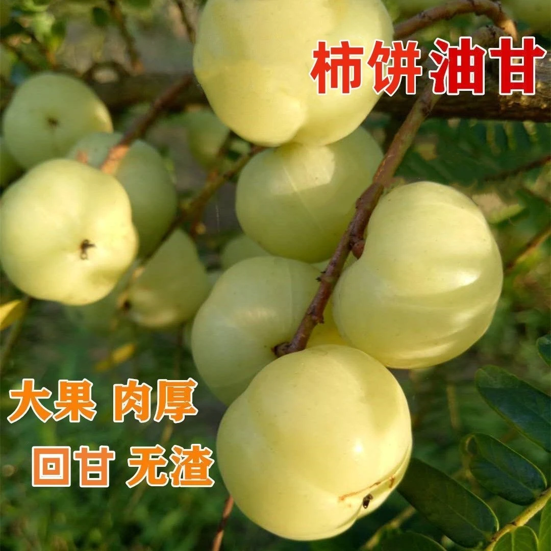 揭阳农民兄弟高山红土农家大粒雅柿饼甜油柑新鲜采摘果园直发