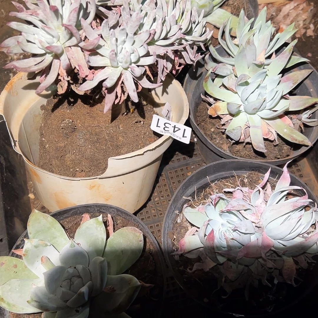 4颗仙女杯多肉。杂交