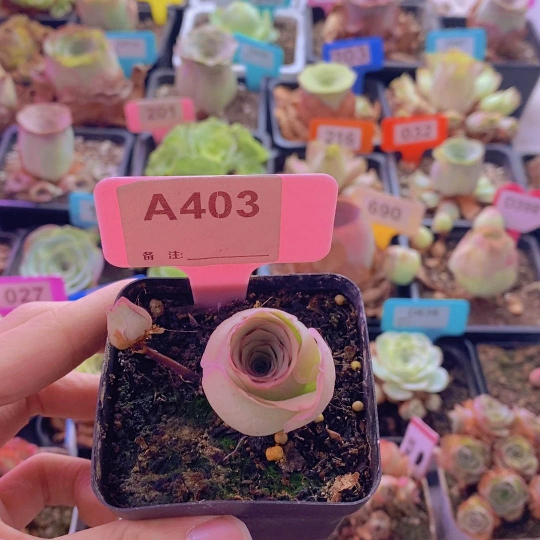 山地玫瑰一物一拍樱桃403