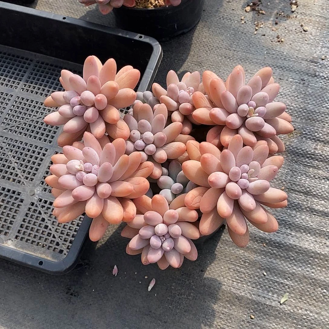 漂**?群生汤圆多肉，1234564894