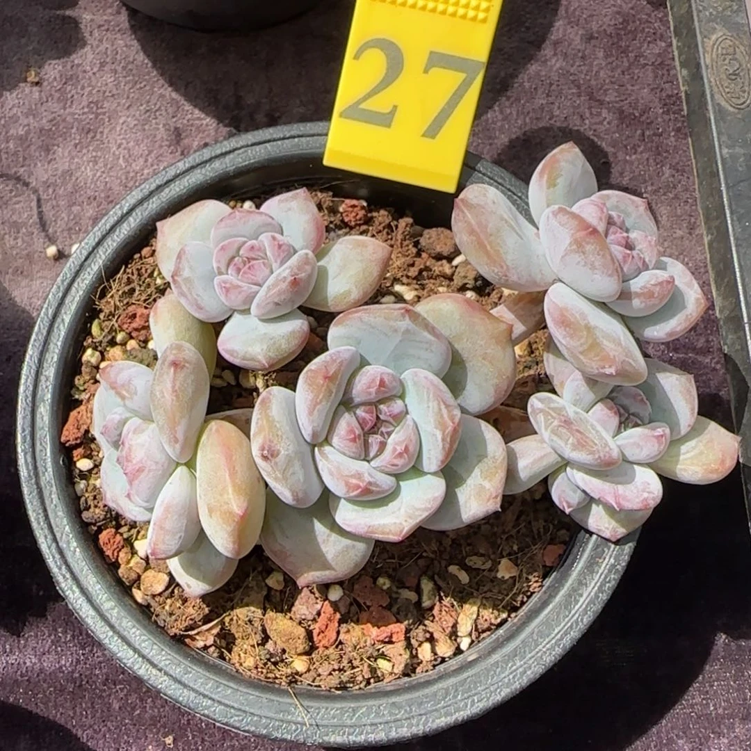 淡****星影石榴籽一物一拍6头有砍27