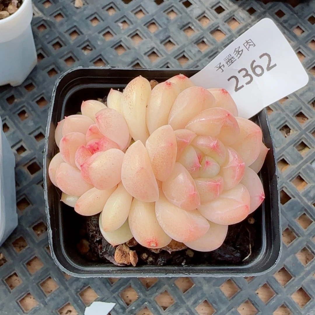 倾城珍妮，2362多肉植物