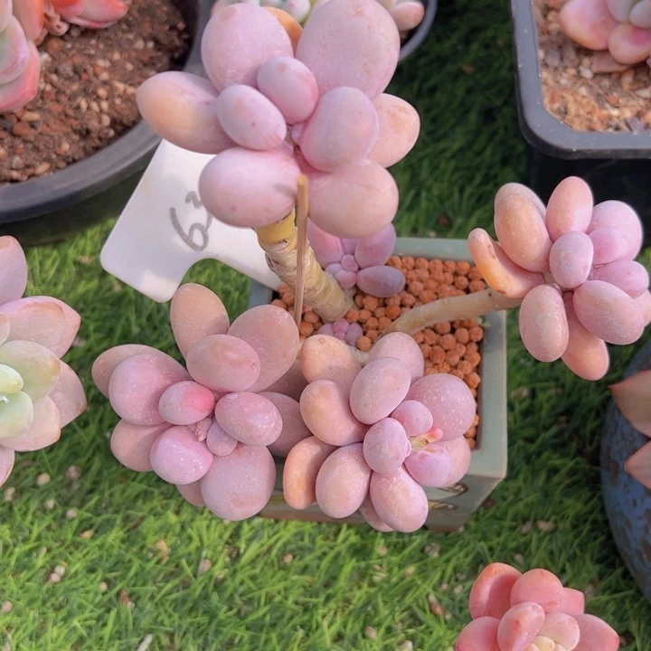 健健康康平平安安