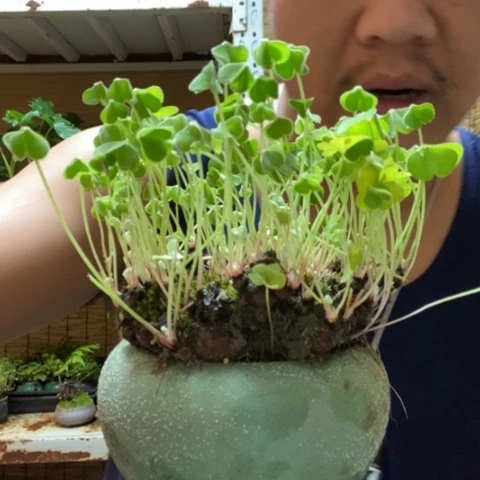 红陶我****一物一拍所见即所得286