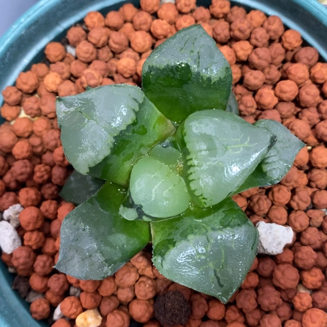 一颗实生裹克。