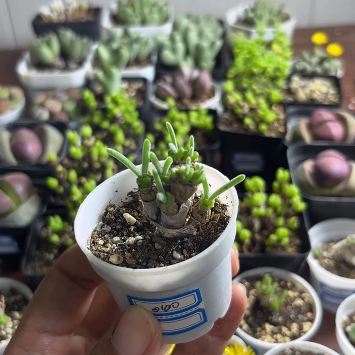 040 碧光环小兔子