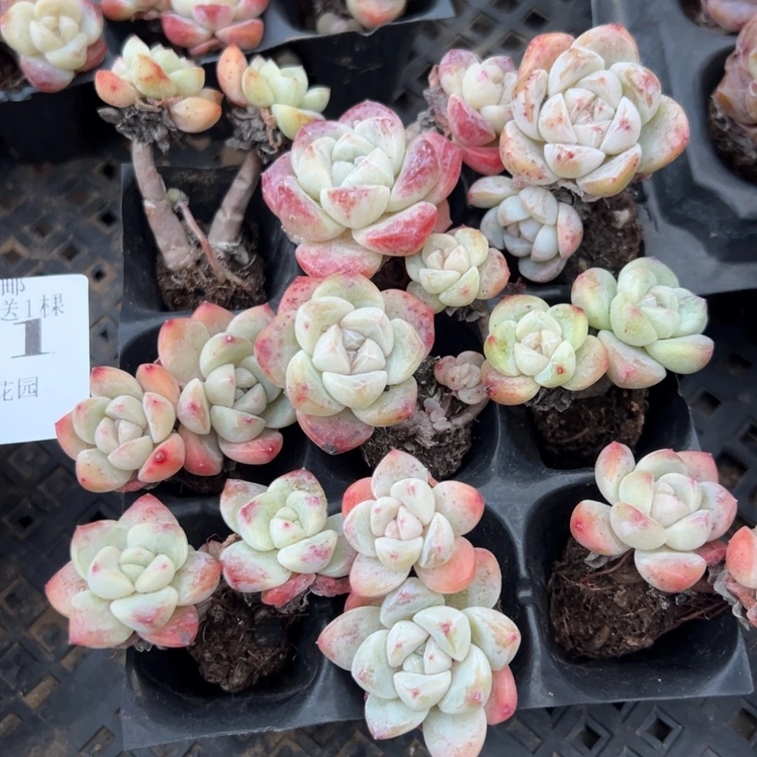 微瑕疵双头带杆冰玉到手1颗 量拍多肉不售后