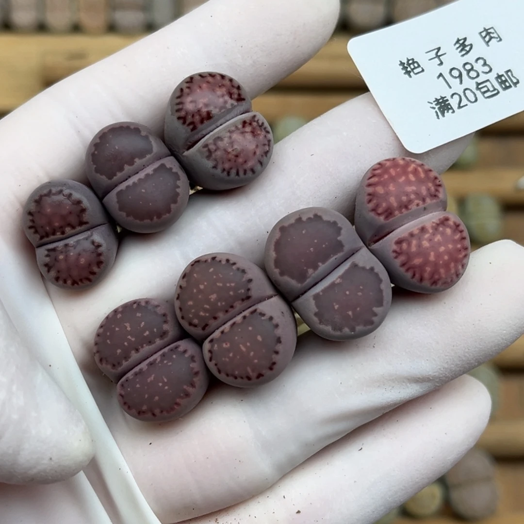 1983号一首紫色生石花