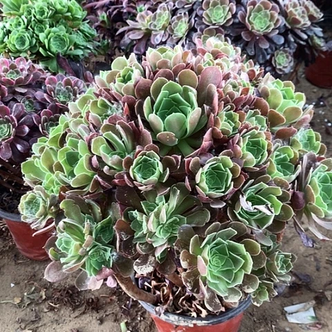 全部花朵柠檬玫瑰