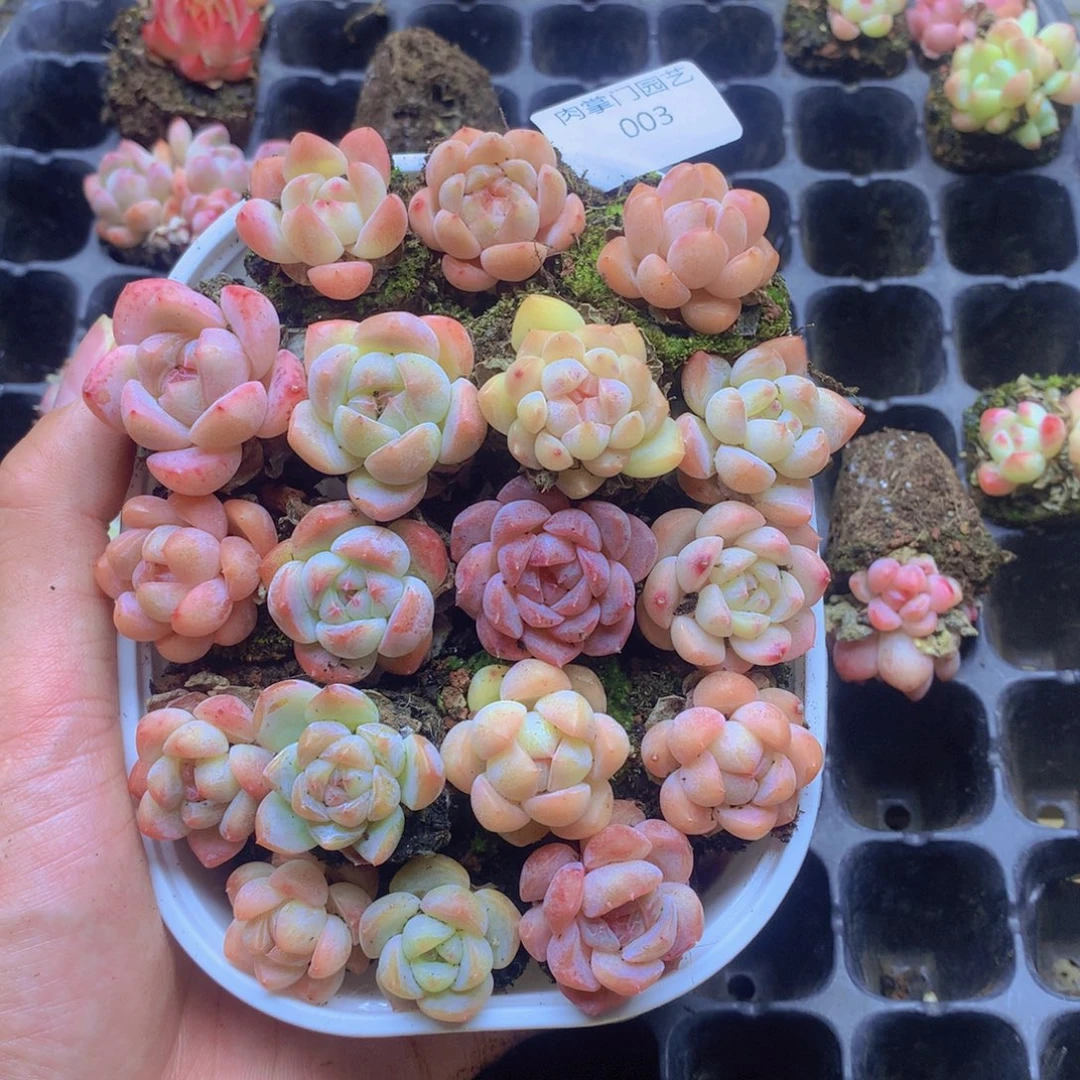 我要去看你了啊我003