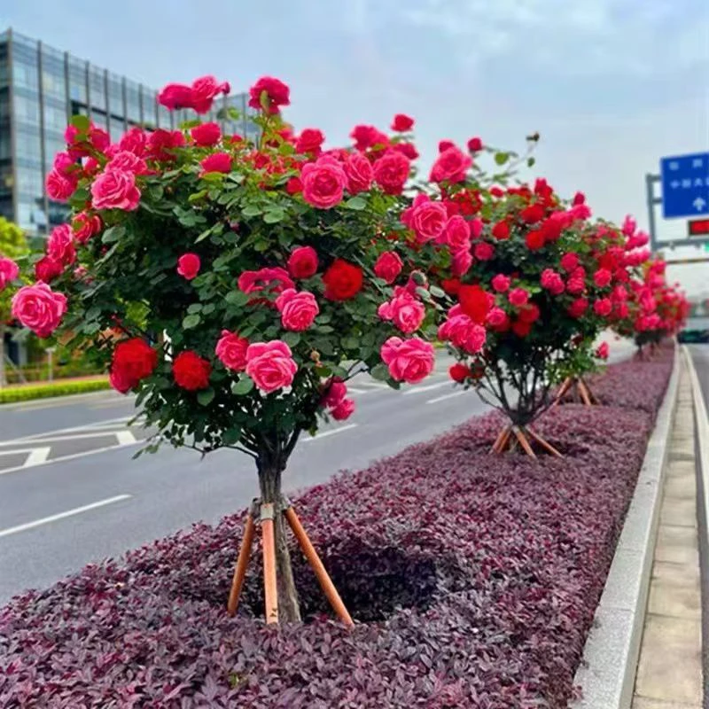 庭院别墅树桩月季大花浓香耐寒四季开花植物