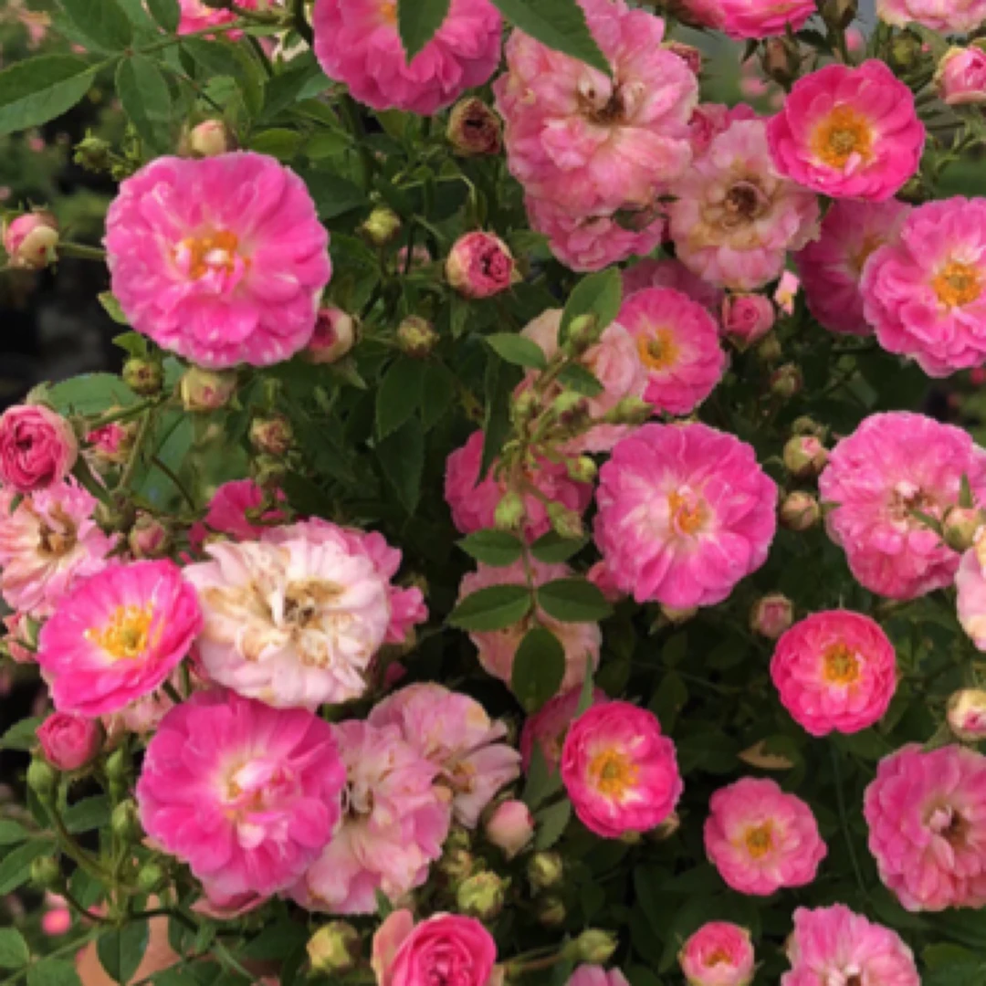 桃姬超微月季多季节勤花丰花