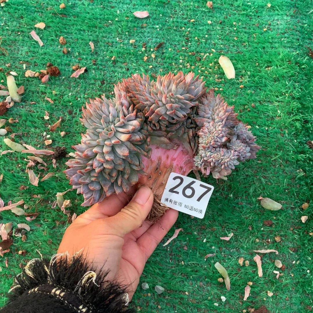 267橙子缀化多肉植物