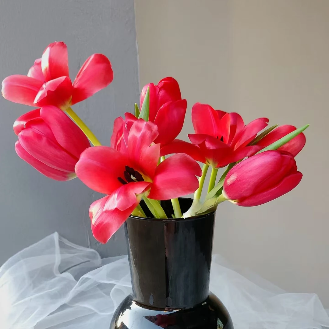 【方德】10枝方德夜歌郁金香 小花苞30cm会长个【两单顺丰或京东】