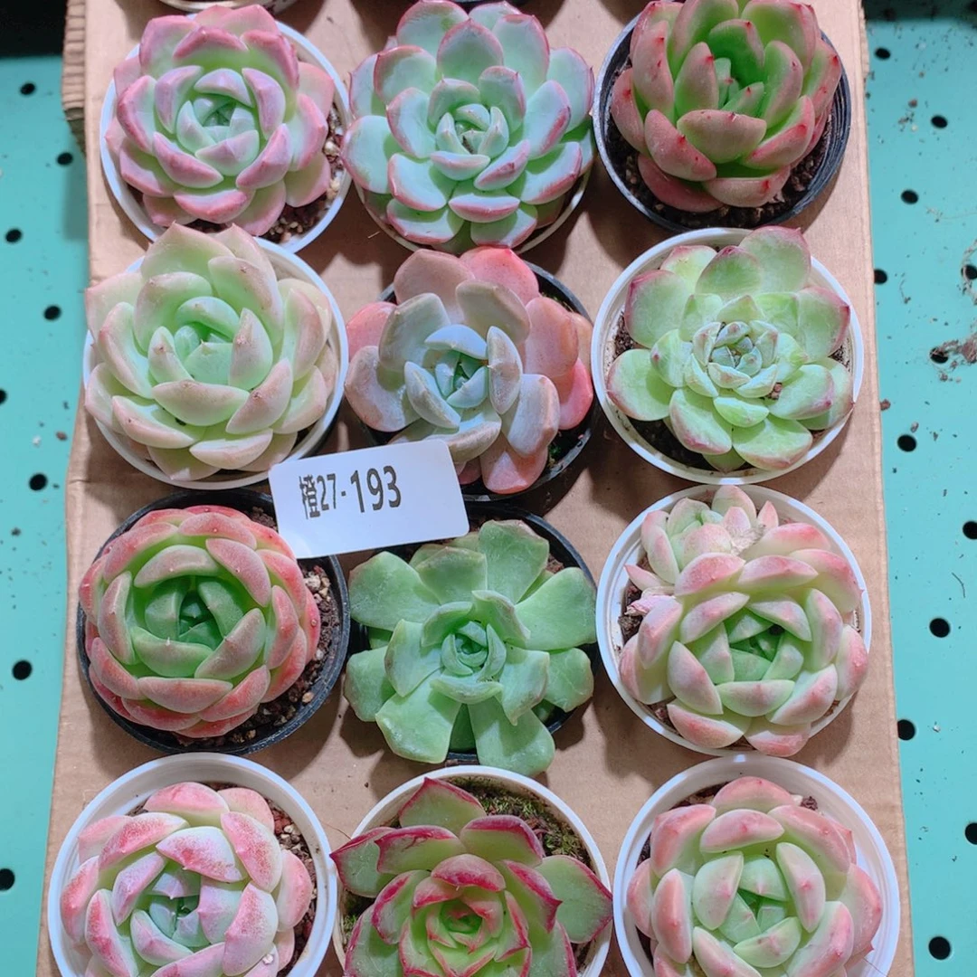 27-193一物一拍带盆18颗