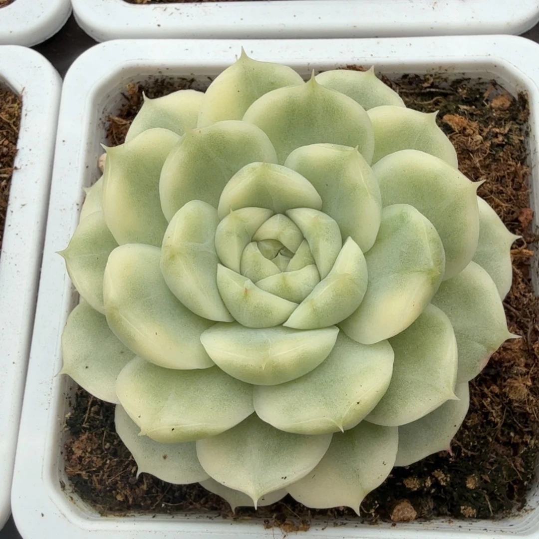 麦秆锦锦上园艺一物一拍