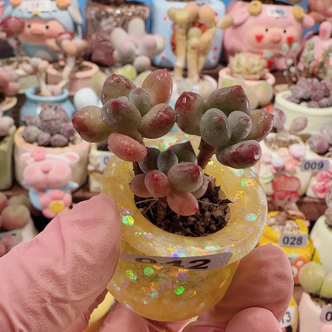 T可爱彩虹盆口2.5cm