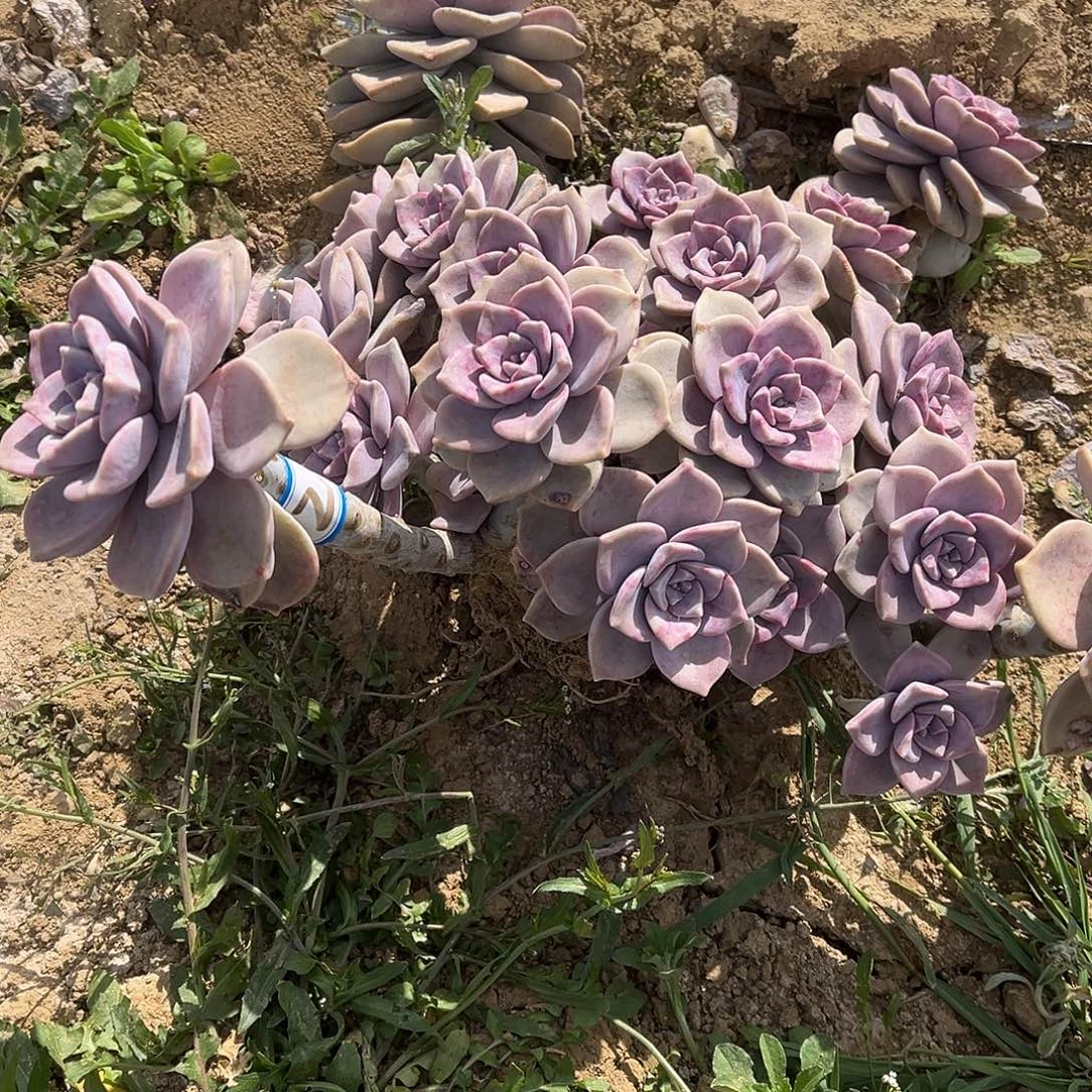 双***妈2号大紫乐一物一拍