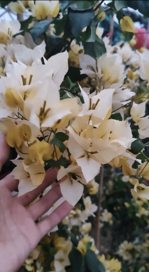 月朦胧（金蝉）老桩三角梅