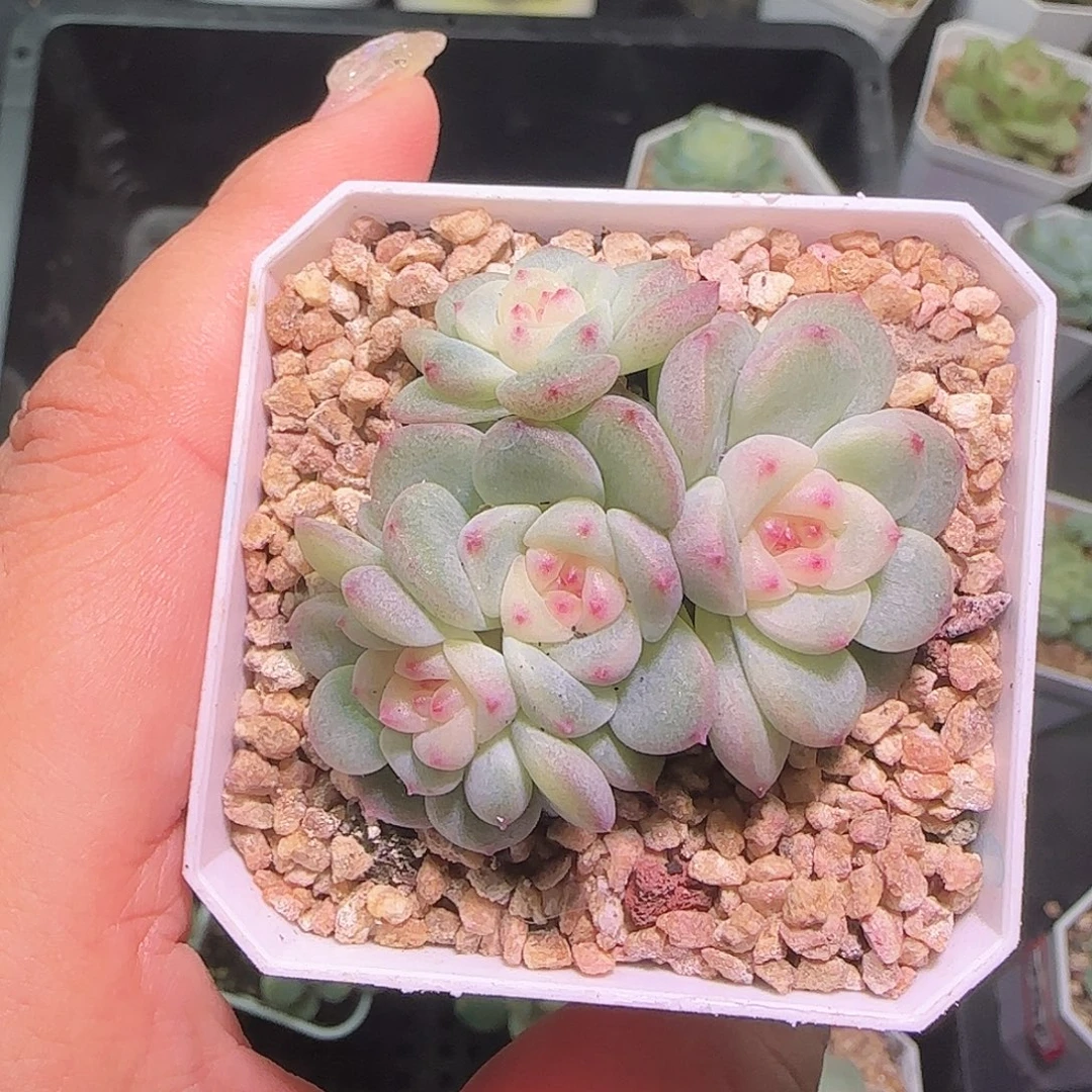 波***花秃子甜心开播福利