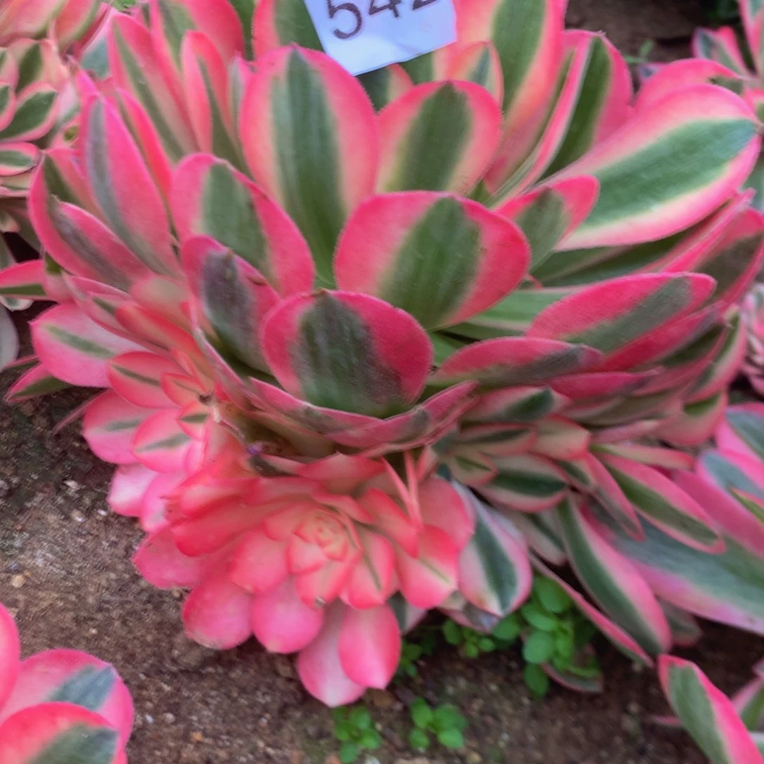 542香妃多肉多肉植物