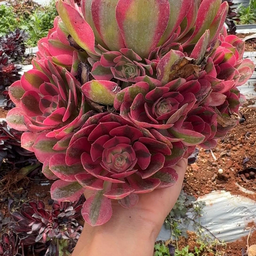 9.9女巫送云和啊啊啊啊