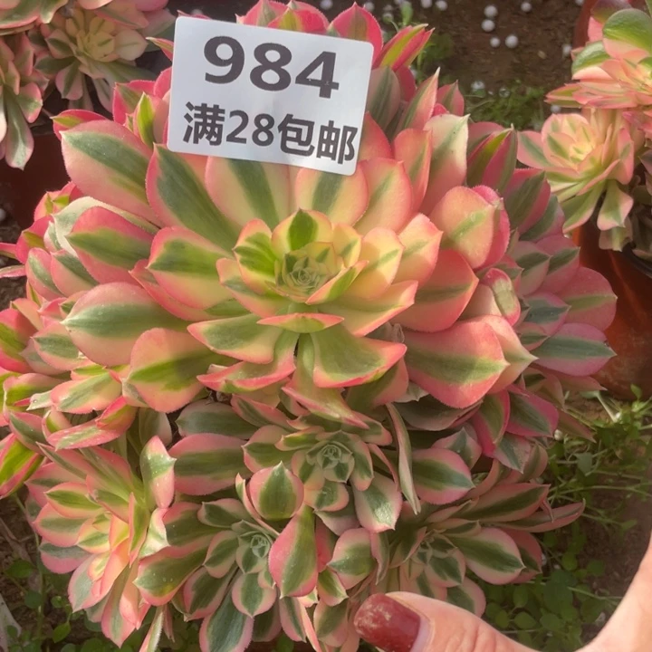 984一号棚女巫多肉植物A