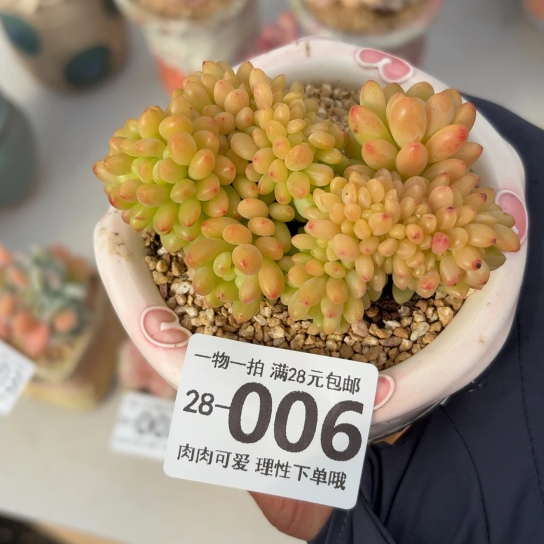 香格里拉缀无盆土发货